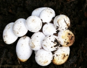 Ovos de Jararacuçu 2