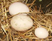 Ovos de Pavão Indiano 1