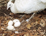 Ovos de Pavão 1