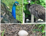 Ovos de Pavão 4