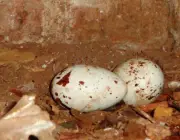 Ovos de Urubu Cabeça Preta 2