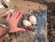Ovos de Urubu Cabeça Preta 4