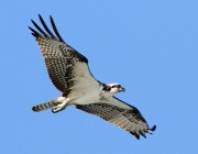 Pandion Haliaetus 1