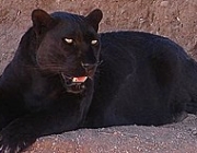 Pantera Negra 3