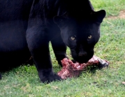 Pantera Negra Comendo 2