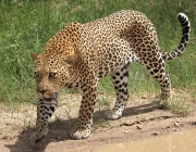 Panthera Pardus 1