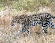 Panthera Pardus 2