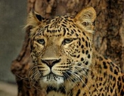 Panthera Pardus 3