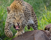 Panthera Pardus 4