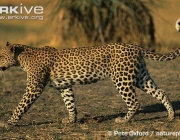 ARKive image GES075071 - Leopard