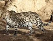 Panthera Pardus 6