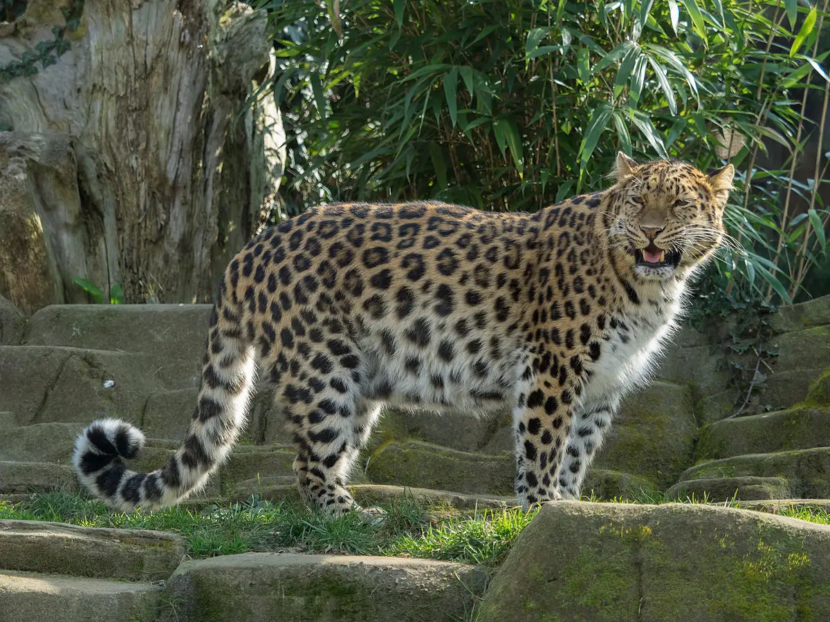 Panthera Pardus Japonensis 1