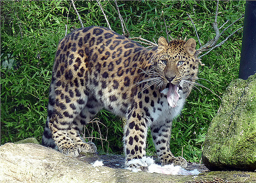 Panthera Pardus Japonensis 2