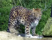 Panthera Pardus Japonensis 2