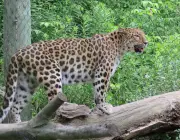 Panthera Pardus Japonensis 3