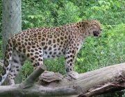 Panthera Pardus Japonensis 3