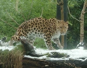 Panthera Pardus Japonensis 4