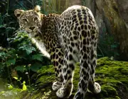Panthera Pardus Japonensis 5