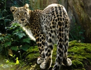 Panthera Pardus Japonensis 5