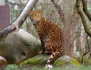 Panthera Pardus Japonensis 6
