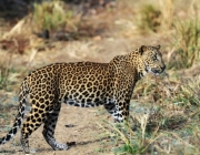 Panthera Pardus 1
