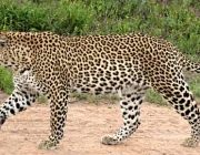 Panthera Pardus 3