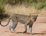 Panthera Pardus 3