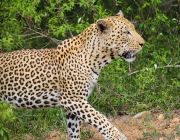 Panthera Pardus 4