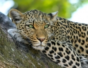 Panthera Pardus 5