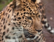 Panthera Pardus 6