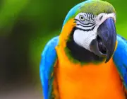 Papagaio 5