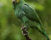 Papagaio 3