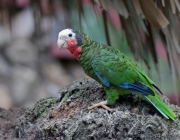 Papagaio Amazona Leucocephala 1