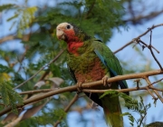 Papagaio Amazona Leucocephala 2