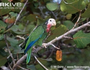 ARKive image GES024963 - Cuban Amazon