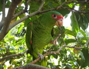 Papagaio Amazona Leucocephala 4