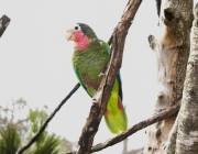 Papagaio Amazona Leucocephala 5