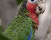 Papagaio Amazona Leucocephala 6