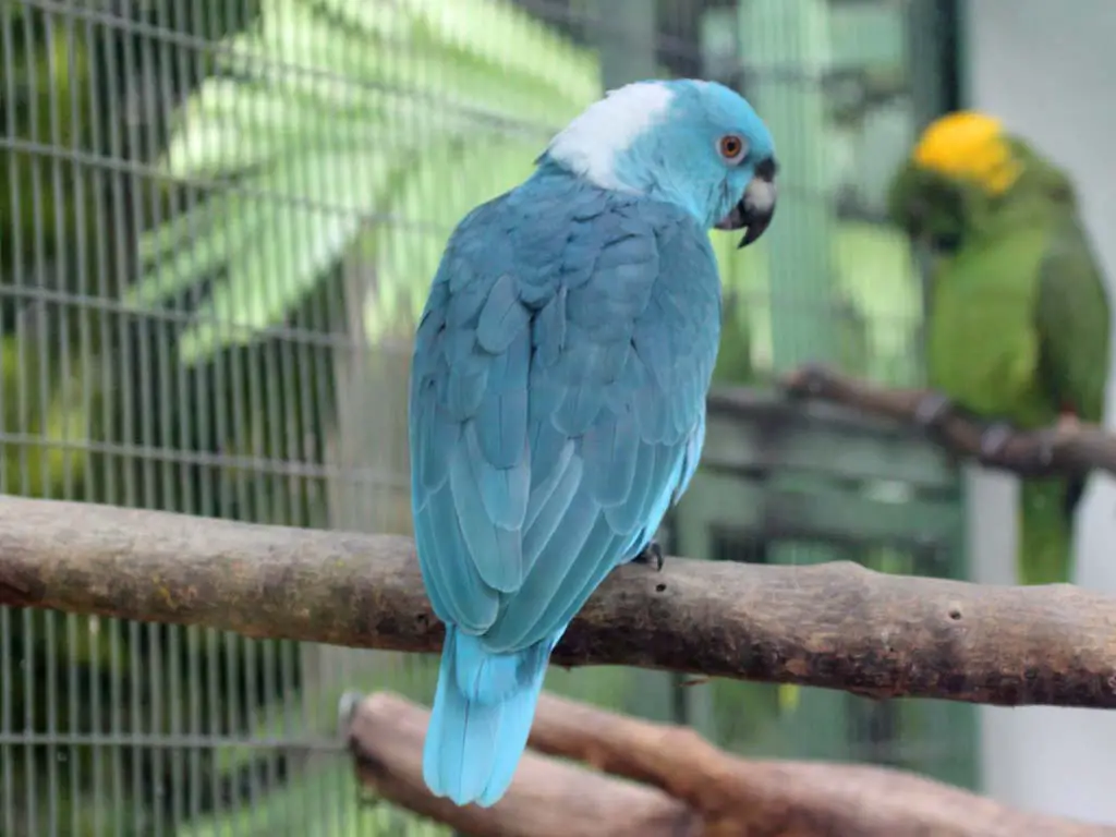 Papagaio Azul da Nuca Amarela - Versão Azul 1
