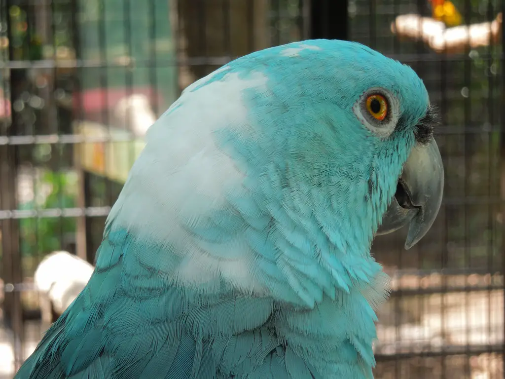Papagaio Azul da Nuca Amarela - Versão Azul 2