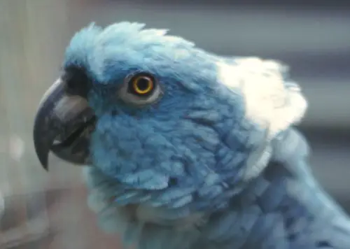 Papagaio Azul da Nuca Amarela - Versão Azul 4