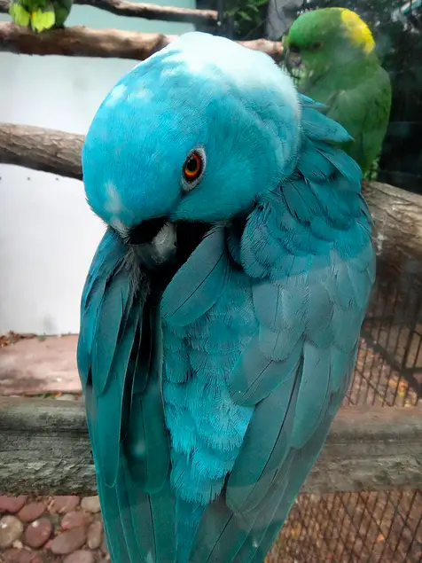 Papagaio Azul da Nuca Amarela - Versão Azul 5