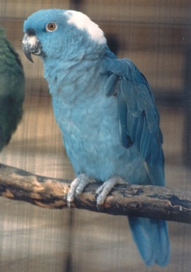 Papagaio Azul da Nuca Amarela - Versão Azul 6