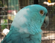 Papagaio Azul da Nuca Amarela - Versão Azul 2
