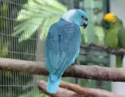 Papagaio Azul da Nuca Amarela - Versão Azul 3
