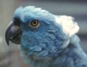 Papagaio Azul da Nuca Amarela - Versão Azul 4