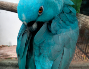 Papagaio Azul da Nuca Amarela - Versão Azul 5