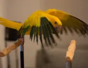 Papagaio Batendo as Asas 1