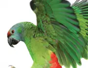 Papagaio Batendo as Asas 3