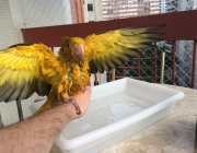 Papagaio Batendo as Asas 4